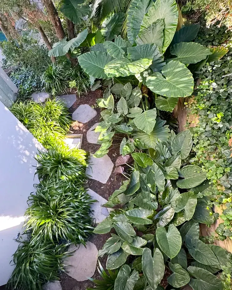 Tropical side garden after Garden Art