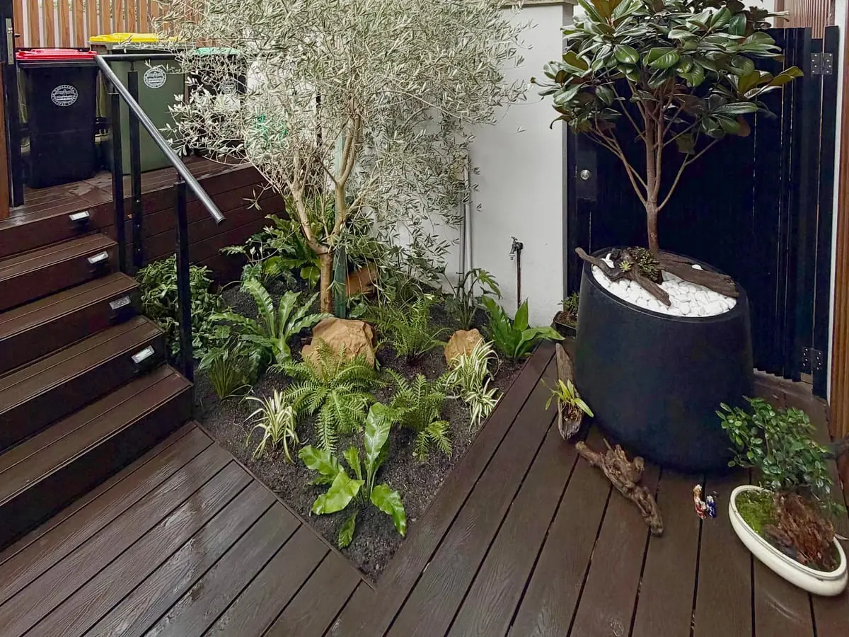Courtyard garden bed with olive tree, ferns, feature rocks and a black planter