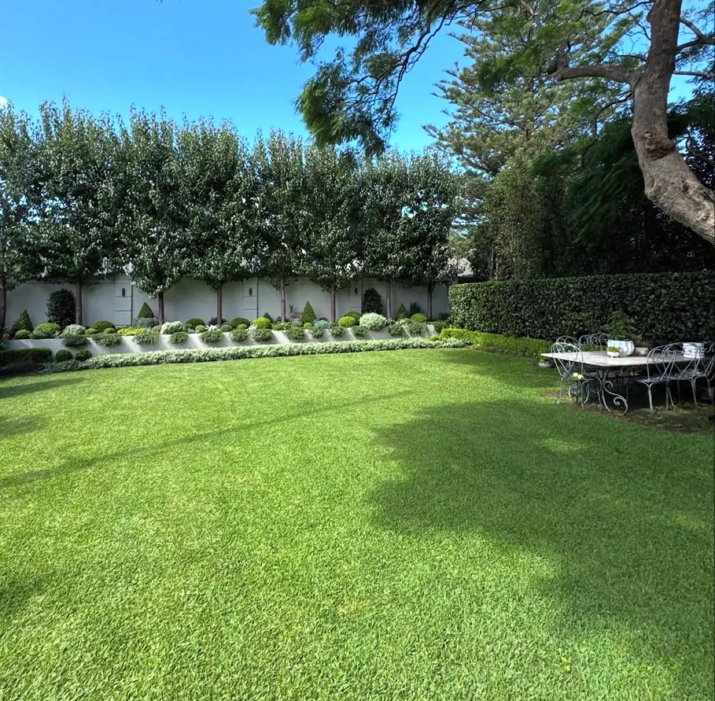 Lush green lawn bordered by hedges and pleached trees