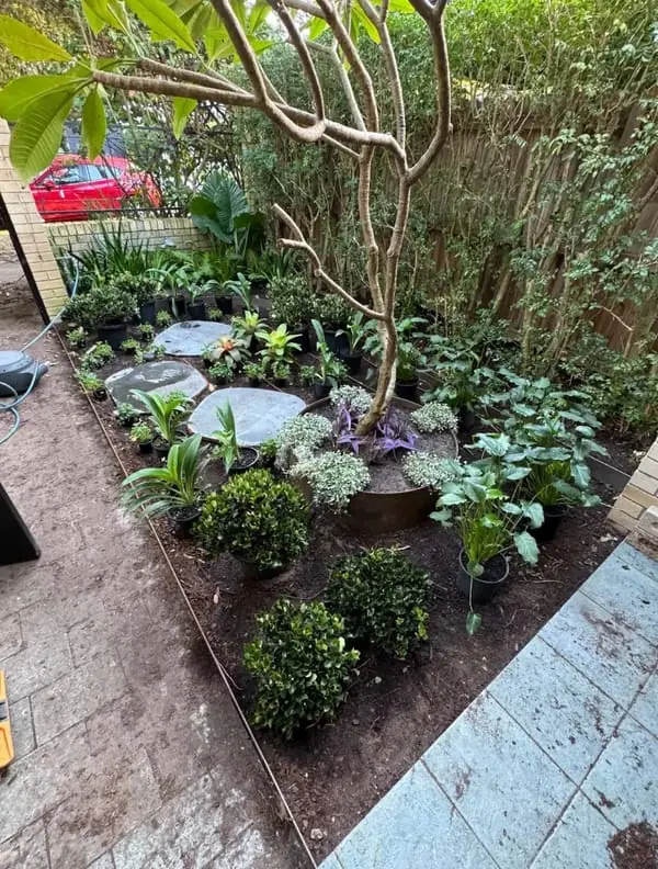Front yard after: new planting and stepping stones around the frangipani tree